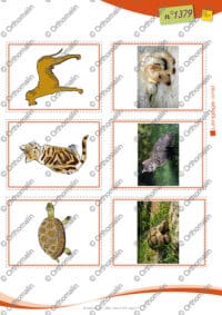 Jeu d'association - photos et images 1