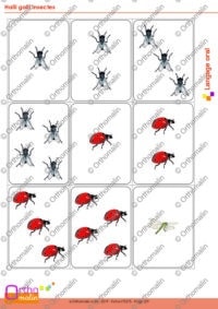Halli galli insectes