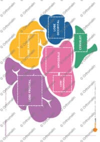 Le cerveau : métacognition